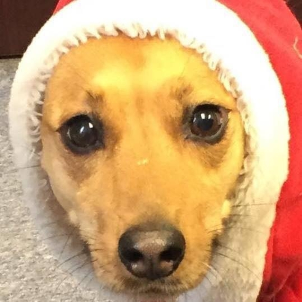 Meet your Posher, Susy